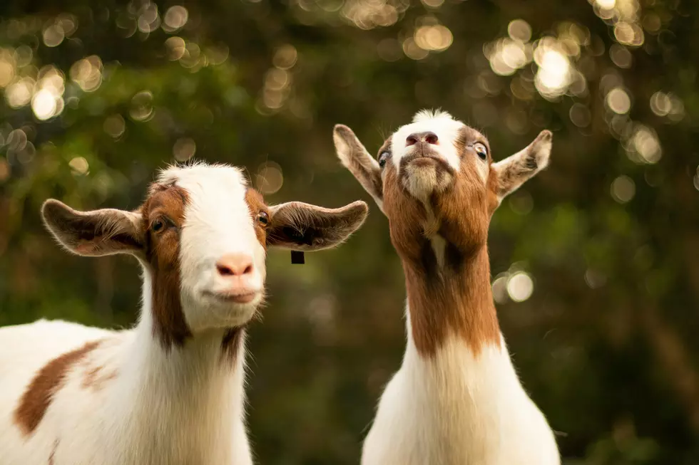 Maine Goat Rescue Owner Says Animals May Lose Their Home