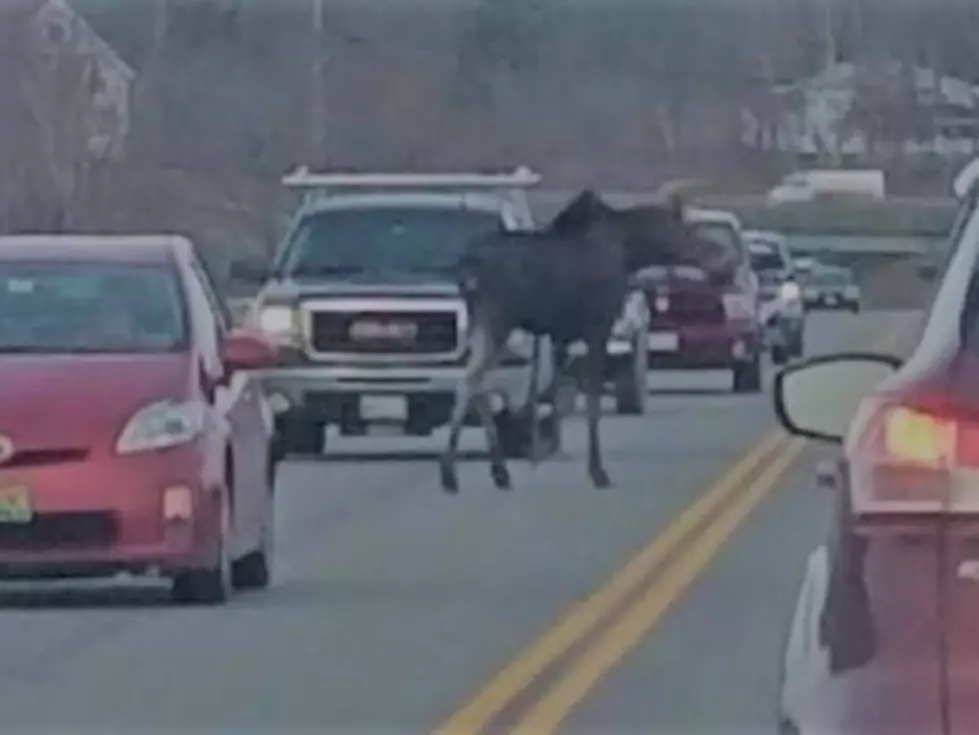 There’s a Moose On The Loose in Belfast!