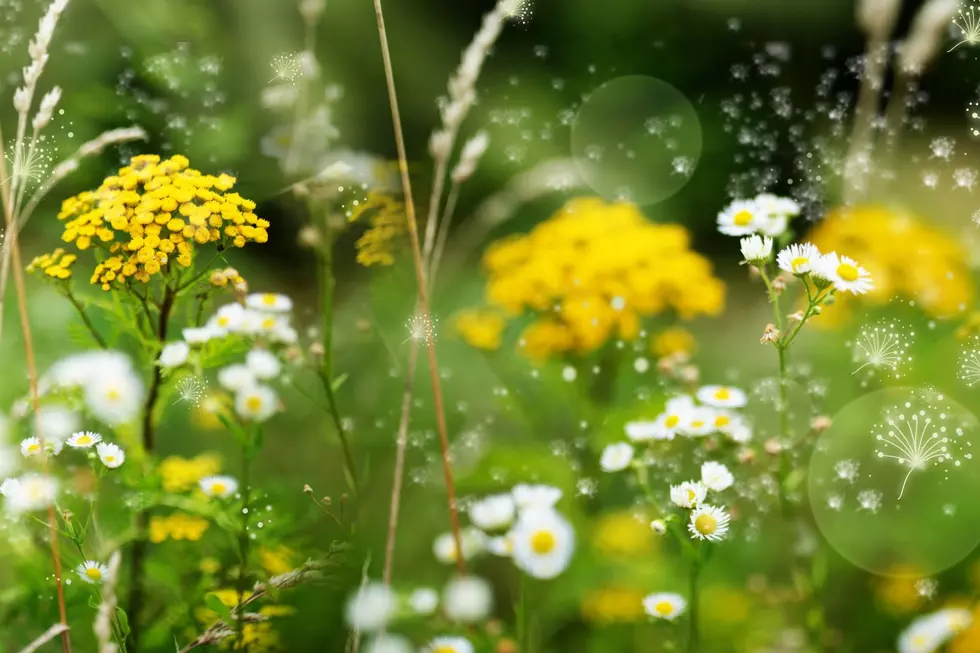 Local Superfood Helps Tackle New England Allergies or That Stuffy Nose